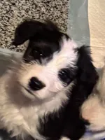 Demelza, a female Old English Sheepdog for sale in Sneads Ferry, NC – Photo 1 of 5