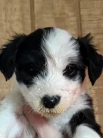 Demelza, a female Old English Sheepdog for sale in Sneads Ferry, NC – Photo 2 of 5