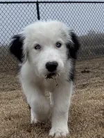 Jethro, a male Old English Sheepdog for sale in Sneads Ferry, NC – Photo 1 of 4