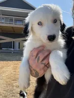 Jethro, a male Old English Sheepdog for sale in Sneads Ferry, NC – Photo 3 of 4