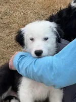 Jethro, a male Old English Sheepdog for sale in Sneads Ferry, NC – Photo 4 of 4