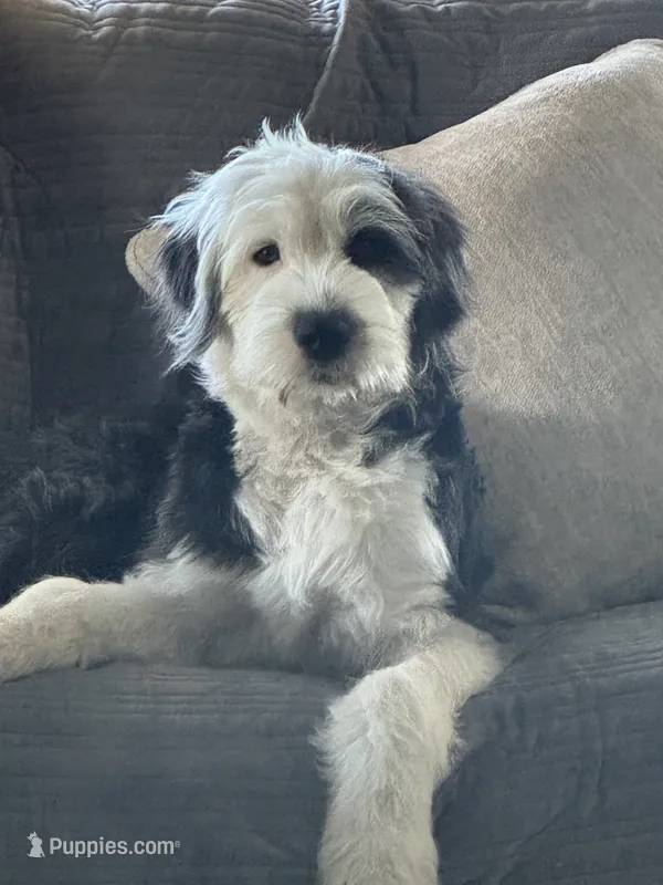 Morwenna – Old English Sheepdog puppy for sale in Sneads Ferry, NC
