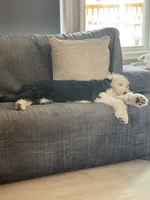 Morwenna, a female Old English Sheepdog for sale in Sneads Ferry, NC – 6 of 10
