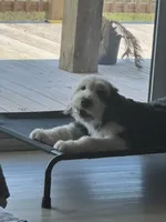 Morwenna, a female Old English Sheepdog for sale in Sneads Ferry, NC – 10 of 10