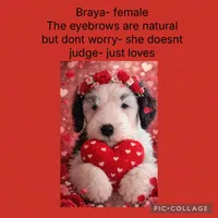 Braya, a female Old English Sheepdog for sale in Sneads Ferry, NC – Photo 1 of 4