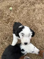 Braya, a female Old English Sheepdog for sale in Sneads Ferry, NC – Photo 4 of 4