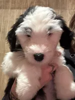 Braya, a female Old English Sheepdog for sale in Sneads Ferry, NC – Photo 2 of 4