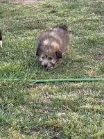 Teddie, a male Pembroke Welsh Corgi and Aussiedoodle for sale in Porum, OK – Photo 4 of 6