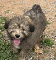 Teddie, a male Pembroke Welsh Corgi and Aussiedoodle for sale in Porum, OK – Photo 2 of 6