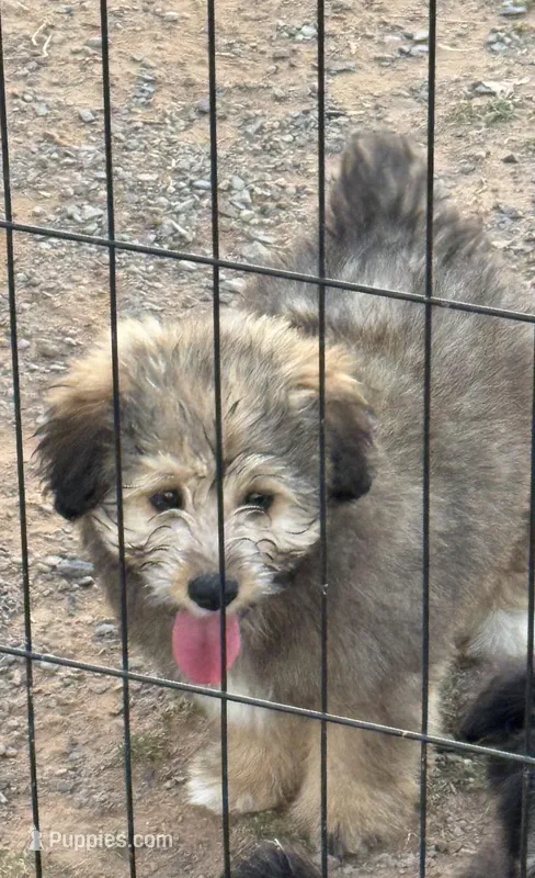Teddie – Pembroke Welsh Corgi, Aussiedoodle puppy for sale in Porum, OK