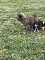 Teddie, a male Pembroke Welsh Corgi and Aussiedoodle for sale in Porum, OK – Photo 5 of 6