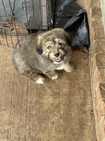 Teddie, a male Pembroke Welsh Corgi and Aussiedoodle for sale in Porum, OK – Photo 6 of 6