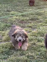 Teddie, a male Pembroke Welsh Corgi and Aussiedoodle for sale in Porum, OK – Photo 3 of 6