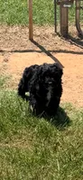 Waffles, a male Miniature Aussiedoodle for sale in Porum, OK – 1 of 5