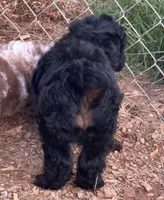Puddles, a male Miniature Aussiedoodle for sale in Porum, OK – 8 of 10
