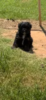 Waffles, a male Miniature Aussiedoodle for sale in Porum, OK – 5 of 5