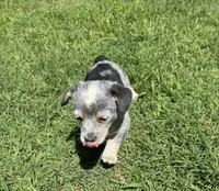 Sassy, a female Australian Cattle Dog for sale in Porum, OK – 3 of 5