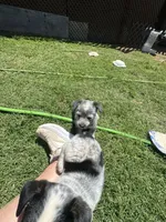 Sassy, a female Australian Cattle Dog for sale in Porum, OK – 4 of 5