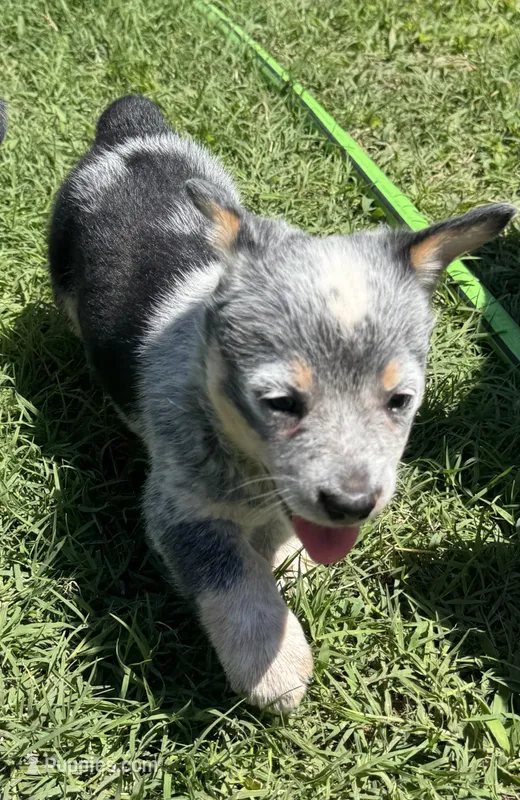 Sassy – Australian Cattle Dog puppy for sale in Porum, OK