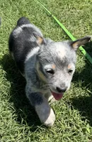 Sassy, a female Australian Cattle Dog for sale in Porum, OK – 1 of 5