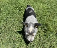 Sassy, a female Australian Cattle Dog for sale in Porum, OK – 5 of 5