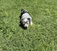 Sassy, a female Australian Cattle Dog for sale in Porum, OK – 2 of 5