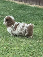 Rain, a female Miniature Aussiedoodle for sale in Porum, OK – 3 of 5