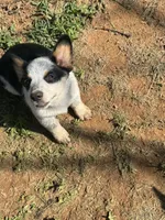 Bella, a male Australian Cattle Dog for sale in Porum, OK – 9 of 9