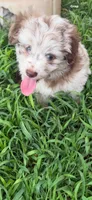 Raine, a female Miniature Aussiedoodle for sale in Porum, OK – 5 of 10