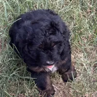 Puddles , a male Miniature Aussiedoodle for sale in Porum, OK – 2 of 4