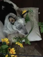 Sassy, a female Australian Cattle Dog for sale in Porum, OK – 8 of 10