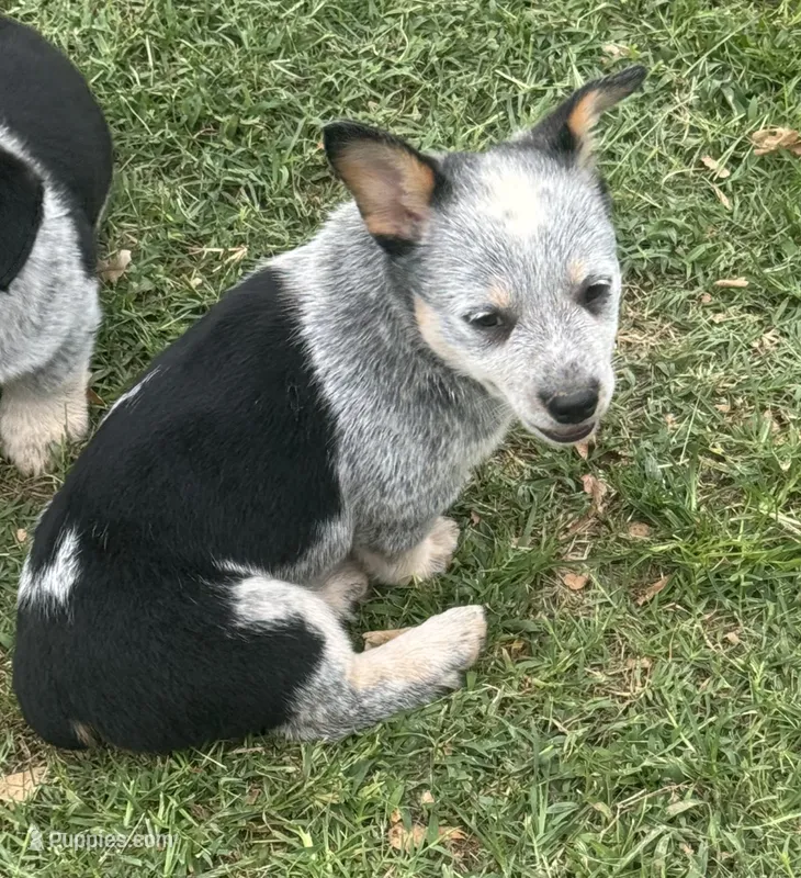 Sassy – Australian Cattle Dog puppy for sale in Porum, OK