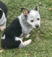 Sassy, a female Australian Cattle Dog for sale in Porum, OK – 2 of 9