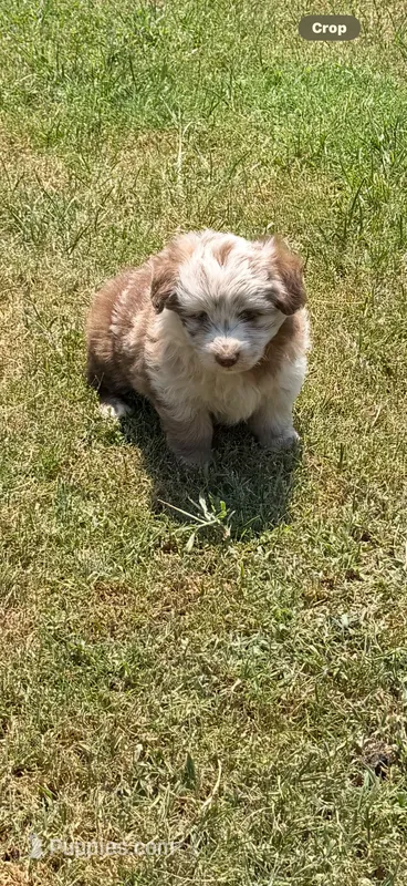 Pancake – Miniature Aussiedoodle puppy for sale in Porum, OK