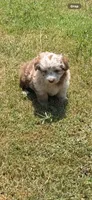 Pancake, a female Miniature Aussiedoodle for sale in Porum, OK – 1 of 6