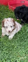 Rain, a female Miniature Aussiedoodle for sale in Porum, OK – 4 of 5