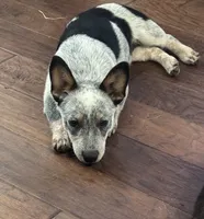 Sassy, a female Australian Cattle Dog for sale in Porum, OK – 5 of 10