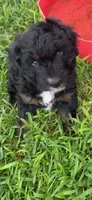 Puddles , a male Miniature Aussiedoodle for sale in Porum, OK – 1 of 4
