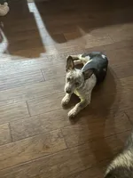 Sassy, a female Australian Cattle Dog for sale in Porum, OK – 2 of 10