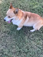 Rambling saint gusto, a male Pembroke Welsh Corgi for sale in Porum, OK – Photo 6 of 9