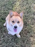 Rambling saint gusto, a male Pembroke Welsh Corgi for sale in Porum, OK – Photo 4 of 9