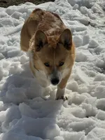 Rambling saint gusto, a male Pembroke Welsh Corgi for sale in Porum, OK – Photo 2 of 9