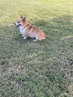 Rambling saint gusto, a male Pembroke Welsh Corgi for sale in Porum, OK – Photo 5 of 9