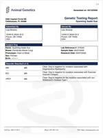 Rambling saint gusto, a male Pembroke Welsh Corgi for sale in Porum, OK – Photo 8 of 9