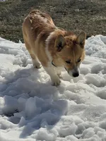 Rambling saint gusto, a male Pembroke Welsh Corgi for sale in Porum, OK – Photo 3 of 9