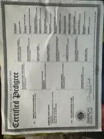 Rambling saint gusto, a male Pembroke Welsh Corgi for sale in Porum, OK – Photo 9 of 9