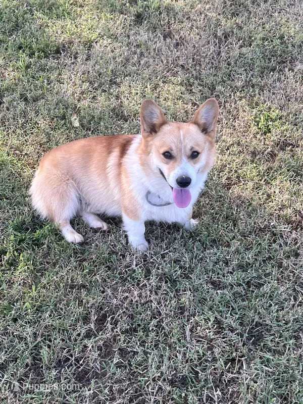 Rambling saint gusto – Pembroke Welsh Corgi puppy for sale in Porum, OK