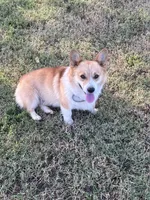 Rambling saint gusto, a male Pembroke Welsh Corgi for sale in Porum, OK – Photo 7 of 9