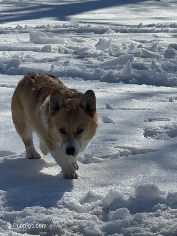 Rambling saint gusto – Pembroke Welsh Corgi puppy for sale in Porum, OK