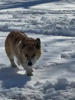 Rambling saint gusto, a male Pembroke Welsh Corgi for sale in Porum, OK – Photo 1 of 9